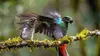 Guatemala : Sauver le quetzal, l'oiseau sacré des Mayas