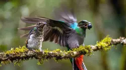 Visuel de Guatemala : sauver le quetzal, l'oiseau sacré des Mayas