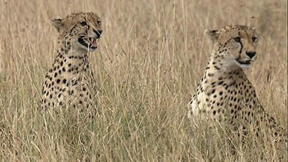 Guépards, la fraternité sauvage