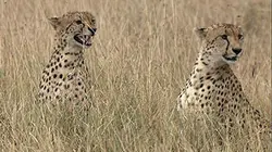 Visuel de Guépards, la fraternité sauvage