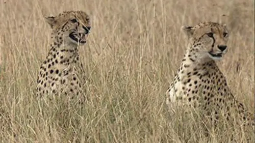Guépards, la fraternité sauvage