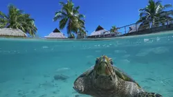 Guillaume Néry, le souffle de l'océan