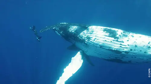 Guillaume Néry, le souffle de l'océan