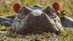 Guinée-Bissau : hippopotames et tortues des îles Bijagos