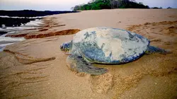 Guinée-Bissau : hippopotames et tortues des îles Bijagos