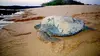Guinée-Bissau : hippopotames et tortues des îles Bijagos