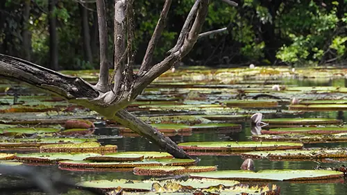 Guyana La savane des anacondas