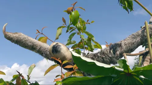 Guyana La forêt des jaguars
