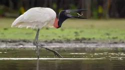 Guyana La savane des anacondas