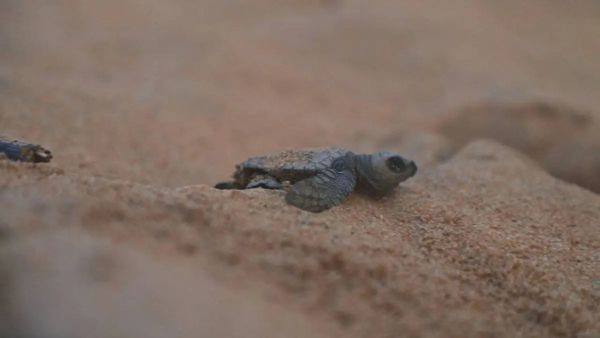 Guyane, Cayenne vue sur mer
