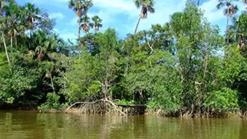 Guyane, sur la route de la côte