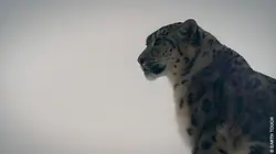 Gyamo, la panthère du Ladakh