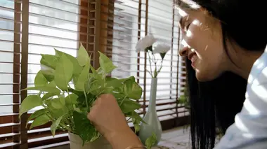 Les plantes sont-elles mélomanes ?