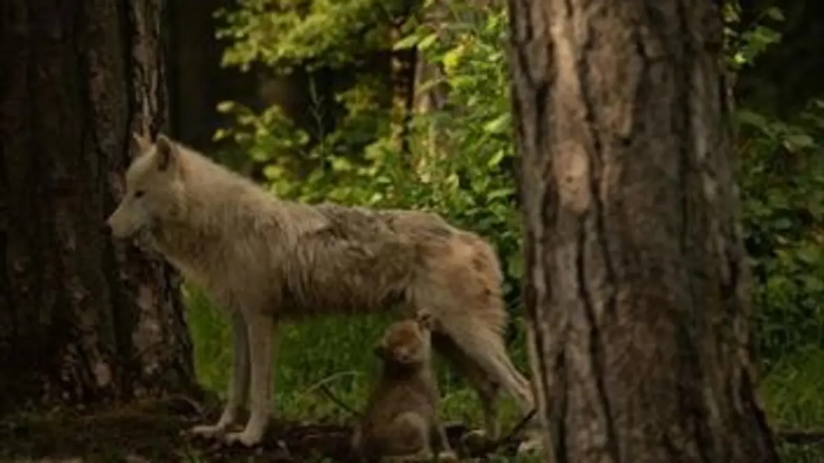 H.A.N. : hommes, animaux et nature S01E02