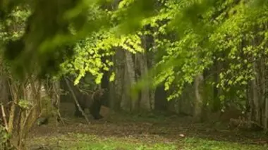 H.A.N. : hommes, animaux et nature