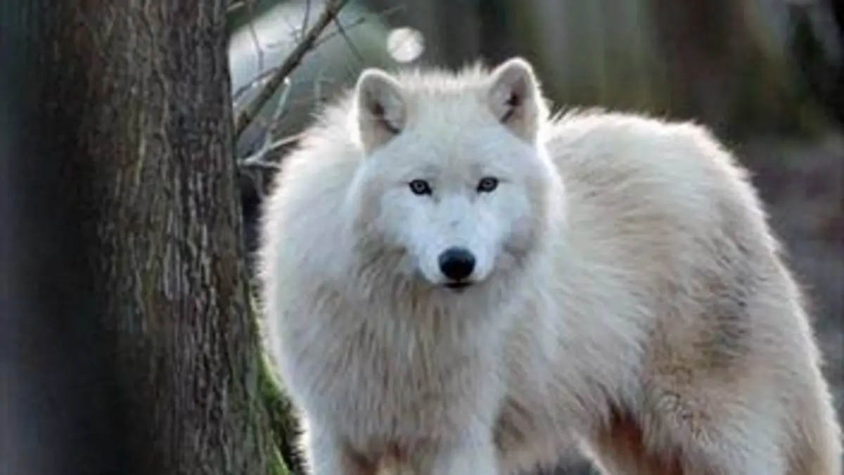 H.A.N. : hommes, animaux et nature S02E07