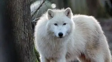 H.A.N. : hommes, animaux et nature