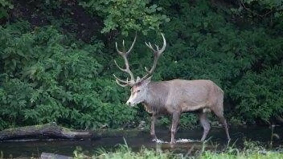 H.A.N. : hommes, animaux et nature E06 6/8