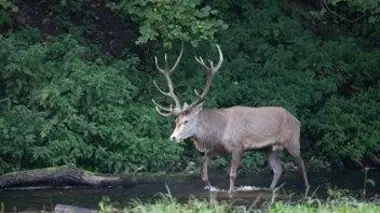 H.A.N. : hommes, animaux et nature