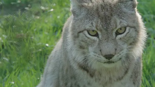 H.A.N. : hommes, animaux et nature S03E05 5/6