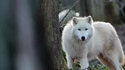 H.A.N. : hommes, animaux et nature