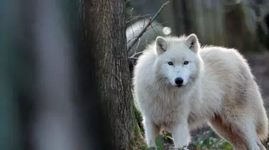 H.A.N. : hommes, animaux et nature