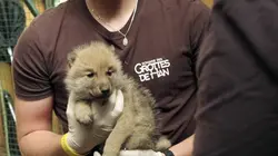 H.A.N. : hommes, animaux et nature