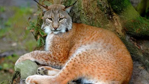 H.A.N. : hommes, animaux et nature