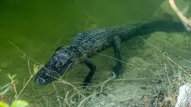 Aide aux alligators