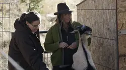 Habitations en péril Alléchés par le miel