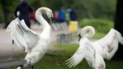 Hambourg, la ville des cygnes