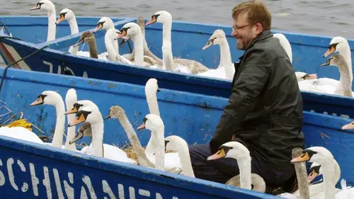 Hambourg, la ville des cygnes
