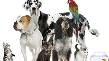 Best of : que sont-ils devenus ? (2/2)