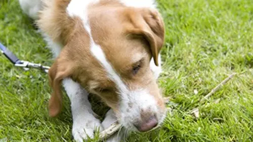 Happy Dog Fidji et Cookie