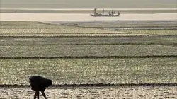 Visuel de Happy Rain, pluie fertile au Bangladesh