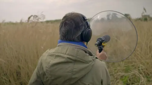 Harchies, le son des oiseaux du marais