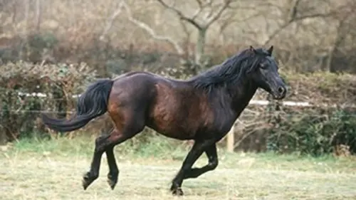 Hardis poneys landais