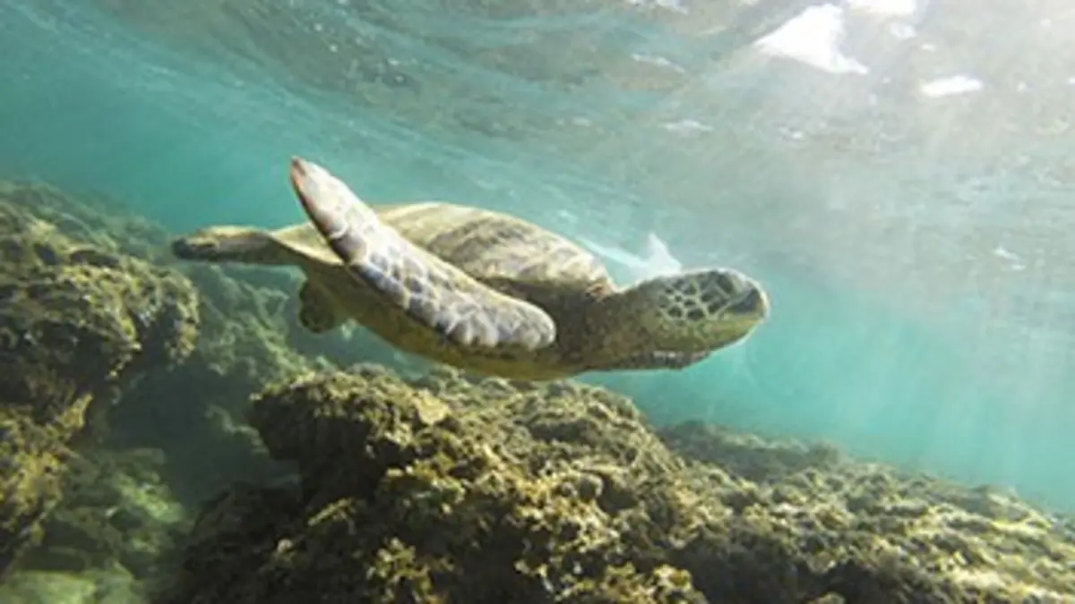 Hawai, archipel sauvage E02 Les secrets des profondeurs