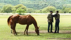 Hawaii 5-0 S09E10 Pio ke kukui, po'ele ka hale