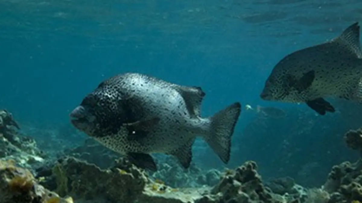 Hawaii, l'archipel sauvage