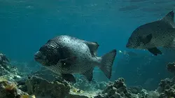 Sur Ushuaïa TV à 21h35 : Hawaii, l'archipel sauvage
