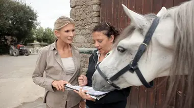 Les animaux font leur show