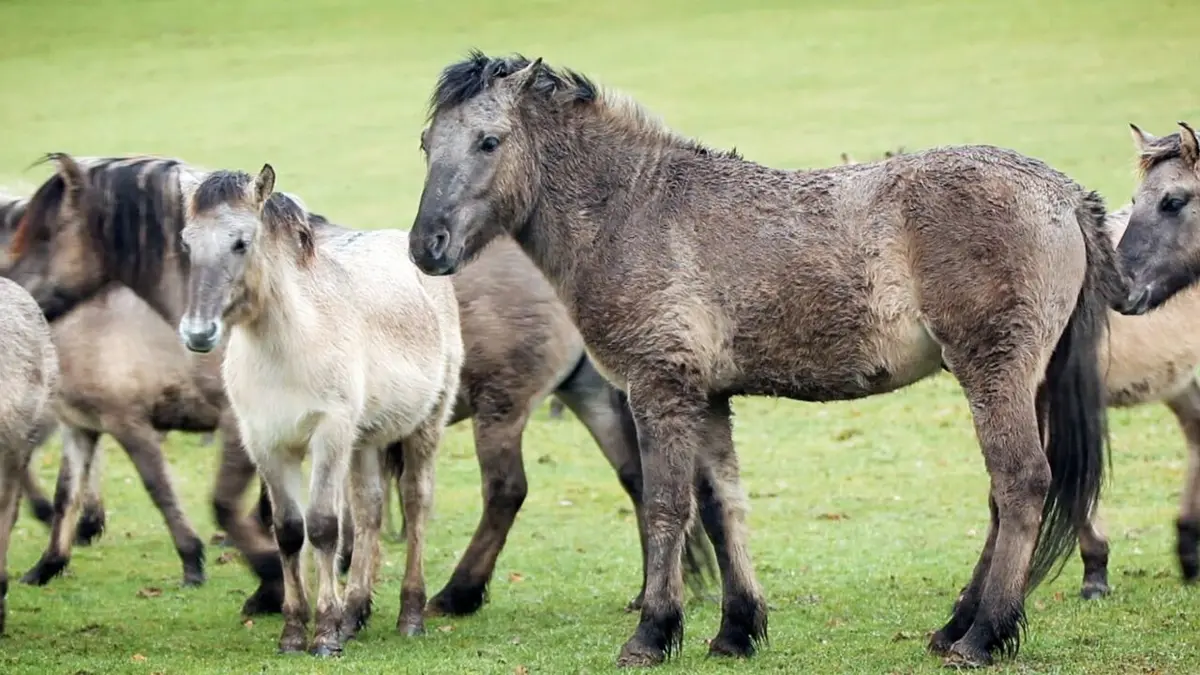 Hélène et les animaux Le retour des animaux préhistoriques
