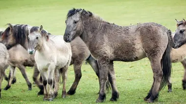 Le retour des animaux préhistoriques