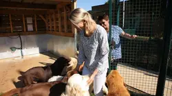 Hélène et les animaux Chiens d'exception pour une nouvelle vie