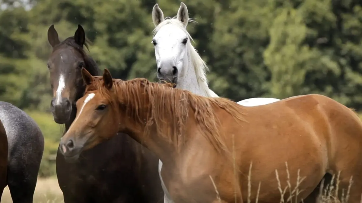 Hélène et les animaux Communiquer autrement avec les animaux