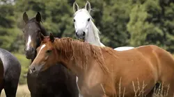 Visuel de Hélène et les animaux