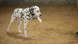 Visuel de Hélène et les animaux