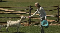Visuel de Hélène et les animaux