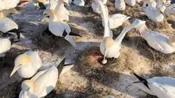 Heligoland en mer du Nord